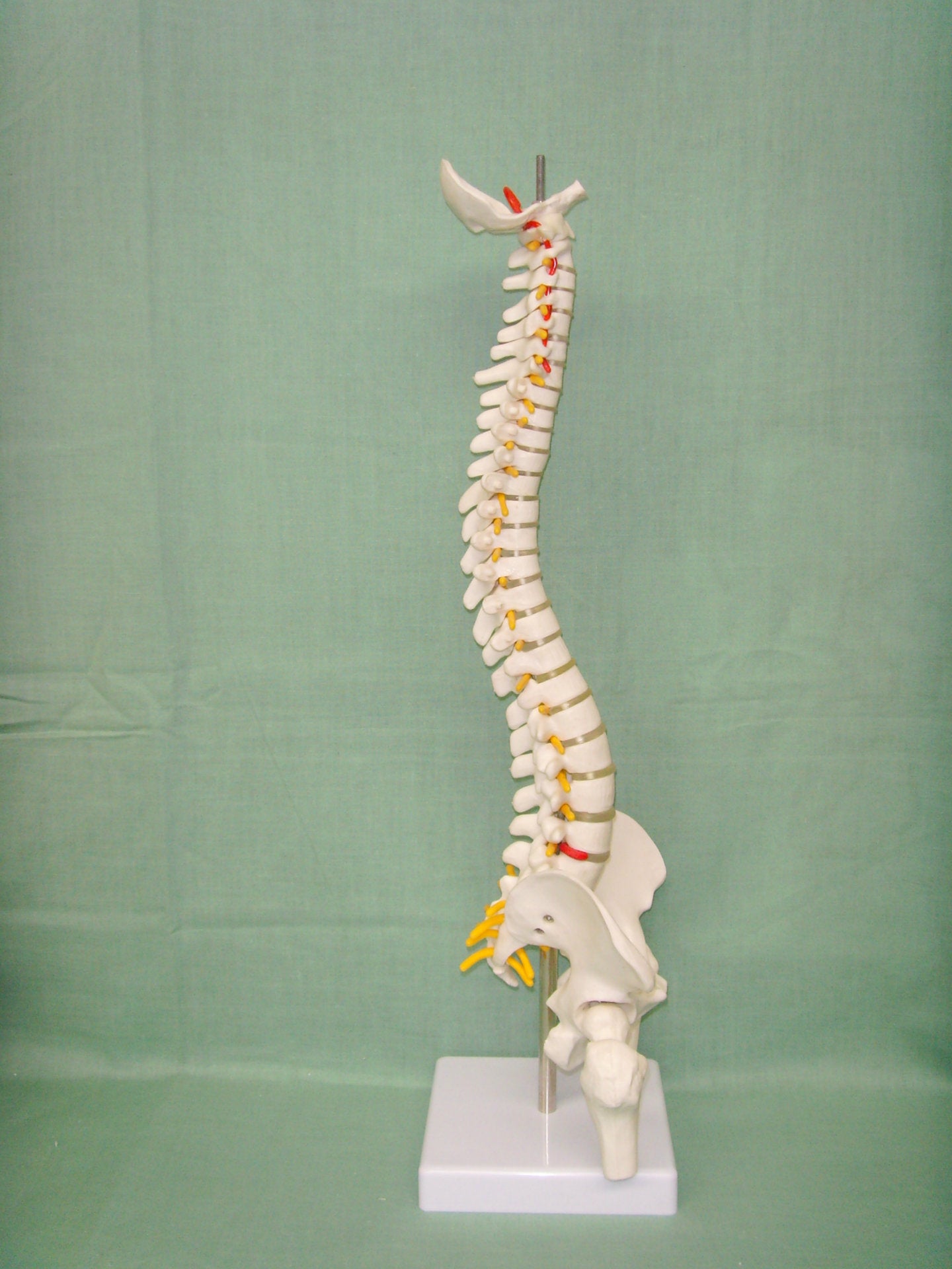 Human spine medical orthopedic bone model