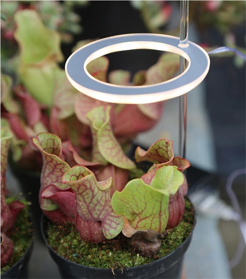 Luz LED de cultivo de espectro completo, lámpara de cultivo Phyto, lámpara USB Phyto para iluminación de crecimiento de plantas para plantas de interior