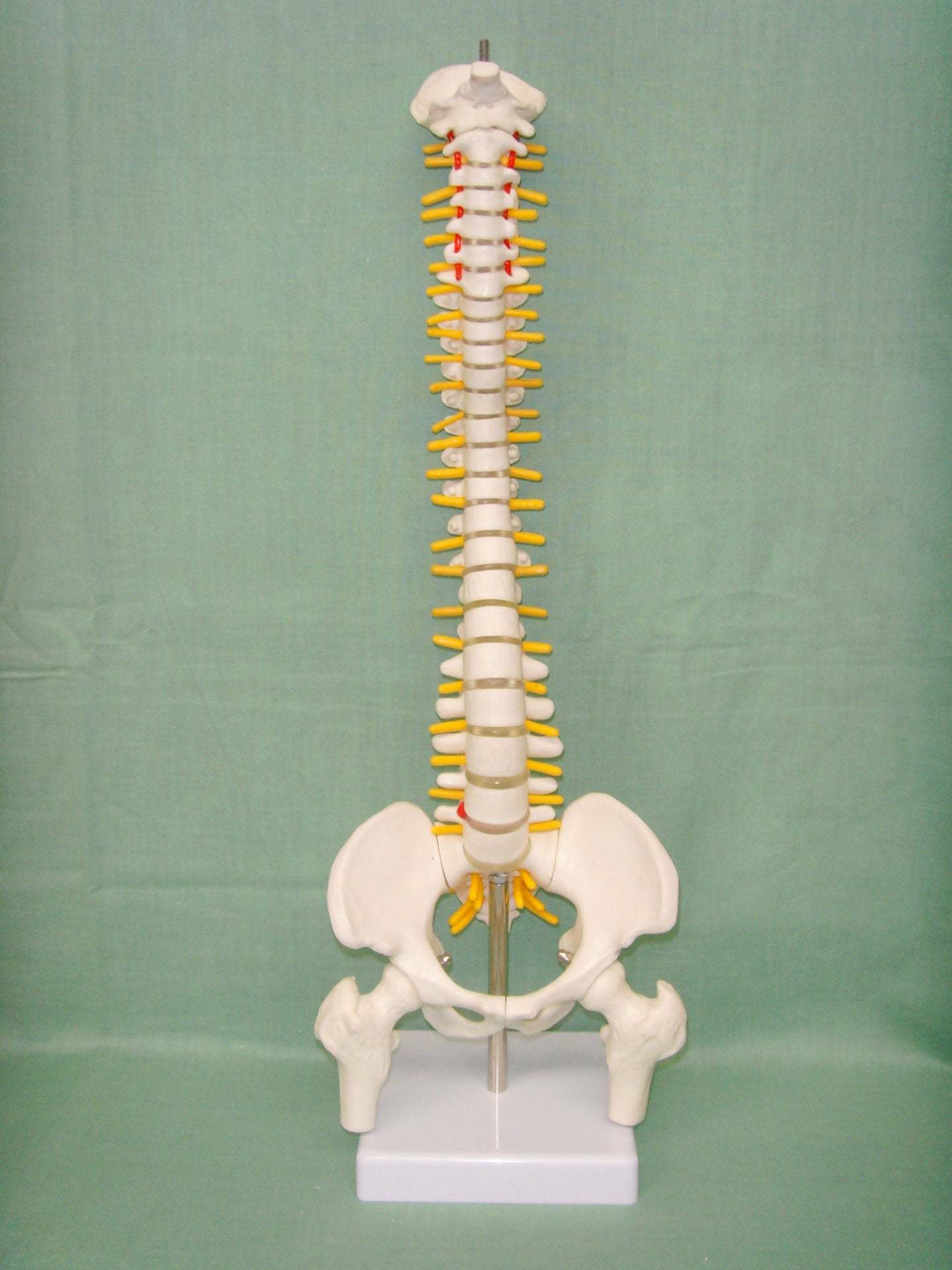 Human spine medical orthopedic bone model