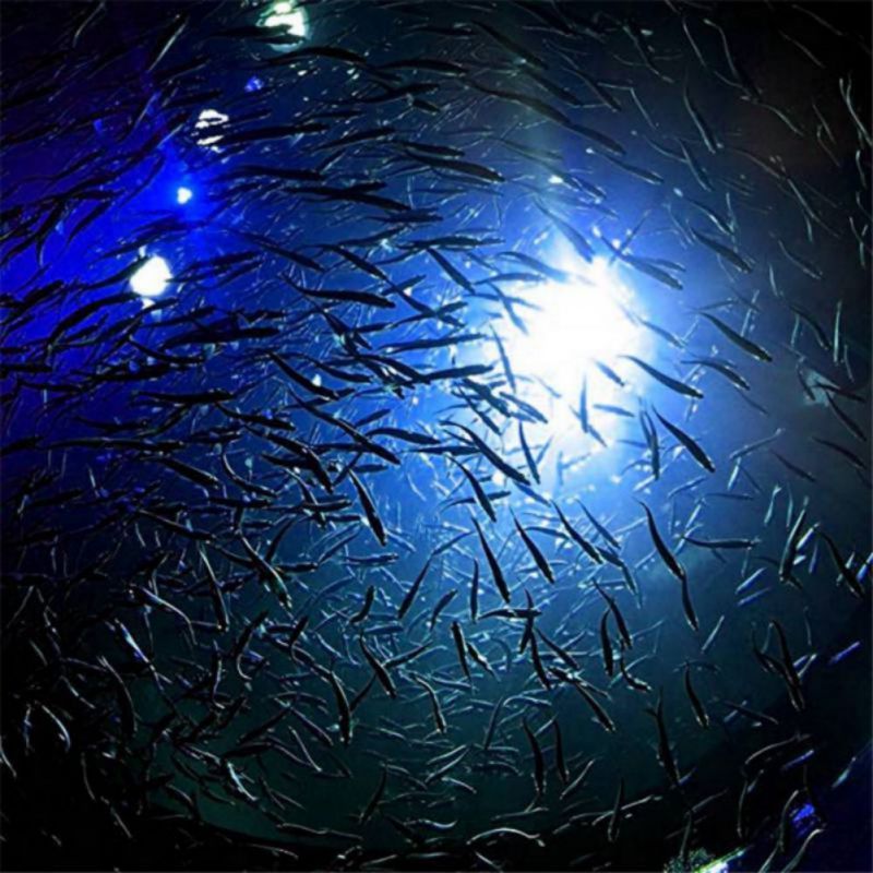 600 Meters Deep Underwater Fishing LED Light